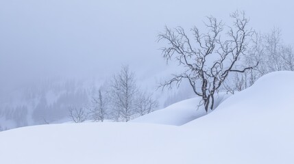 Obraz premium A Serene Winter Landscape: Frozen Trees and Snow-Covered Hills