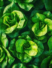 Fototapeta premium Crisp, vibrant greens with a soft texture.