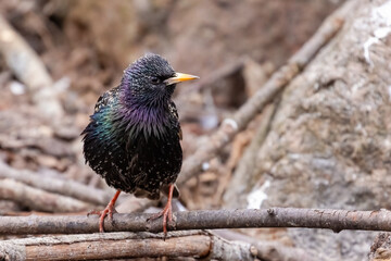 European Starling