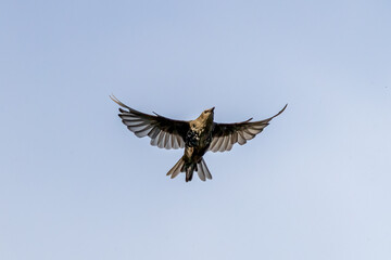 European Starling