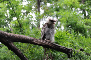 baboon sitting on a branch