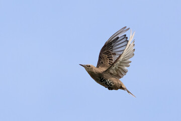 European Starling
