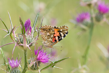 photos of wildlife and butterflies