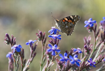 photos of wildlife and butterflies