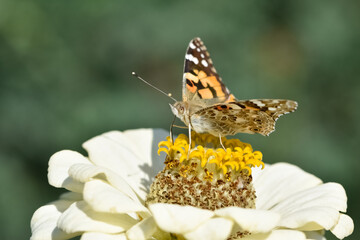 photos of wildlife and butterflies