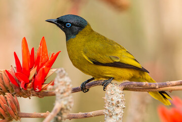 Black-headed Bulbul 