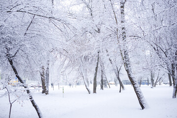 White trees in the snow. Winter Snow Park
