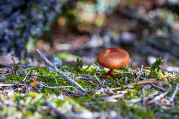 Small mushrooms growing on gray moss on a summer afternoon close-up. Beautiful natural backgrounds and textures. 
