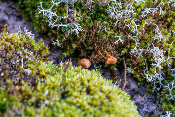 Small mushrooms growing on gray moss on a summer afternoon close-up. Beautiful natural backgrounds and textures. 