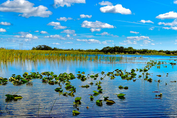 An Airboat tour view of the Everglades National Park Florida with scattered grass, sawgrass in midground, and lily pads on forground, and trees in background