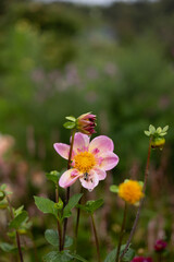 pink closeup of flower in garden with blurry background