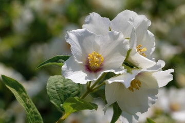 Obraz premium Jasmine flowers on branches with green leaves.