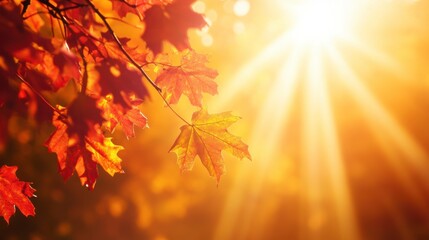 Autumnal Radiance: Golden Sunlight Illuminating Vibrant Maple Leaves