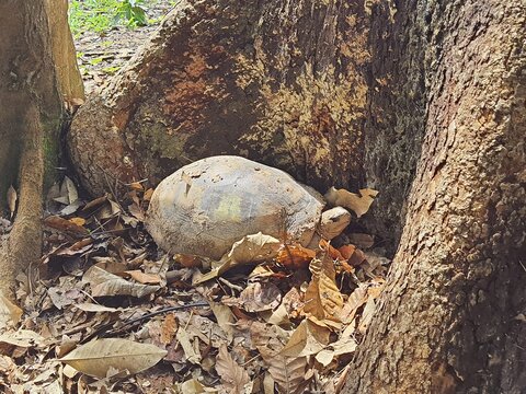 Turtle in a natural park in Sinop, Mato Grosso