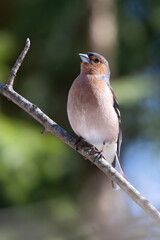Chaffinch