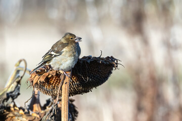 Chaffinch
