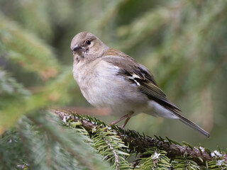 Chaffinch