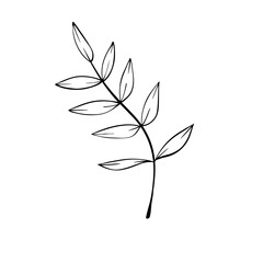 handdrawn aesthetic leaf