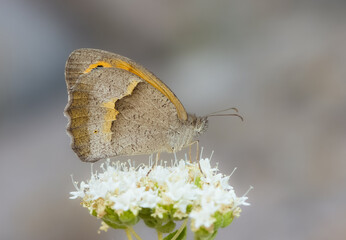 photos of flowers, butterflies and butterflies