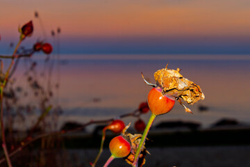 The Lake Balaton at sunset