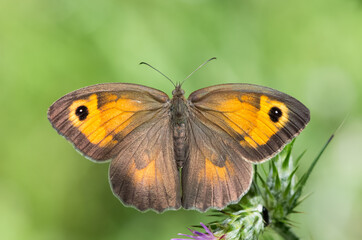 photos of flowers, butterflies and butterflies