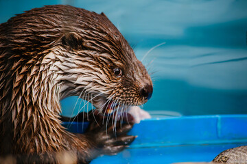 Wet otter eats chicken appetizingly. Cute funny animal