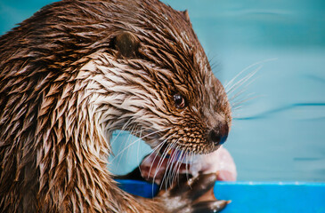 Wet otter eats chicken appetizingly. Cute funny animal