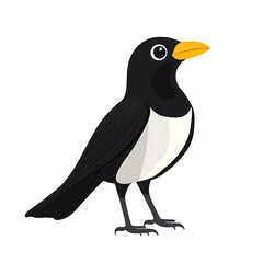 Fototapeta premium Black and white bird isolated on white background.PNG