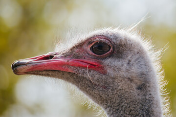 close up portrait of ostrich head, funny bird