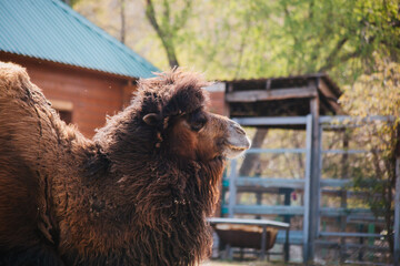 portrait of a brown camel on a walk