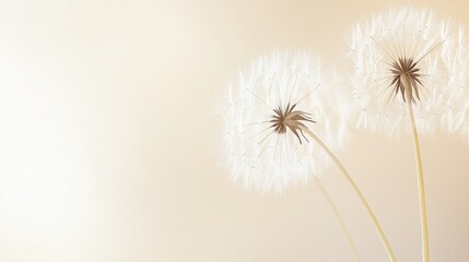 Delicate dandelion flowers against a soft, light background.