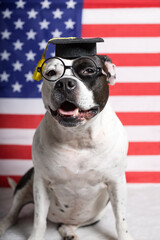 A scientist dog on the background of an American flag. Candidate for training