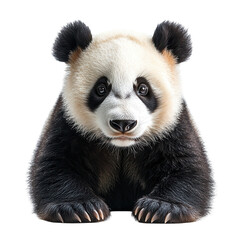 Naklejka premium Cute panda sits with curious expression, showcasing black and white fur in a studio setting isolated on transparent background
