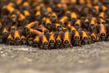 A mesmerizing swarm of bees buzzes diligently around their intricate beehive. The golden honeycomb...