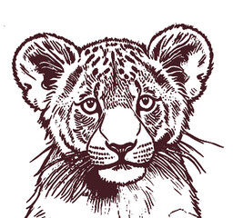 Little lion sketch vector graphic of animal isolated sketch t-shirt print monochrome illustration on white background