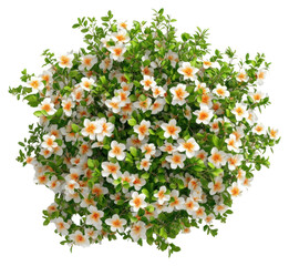 Fototapeta premium PNG White flower tree flowers leaves plant.