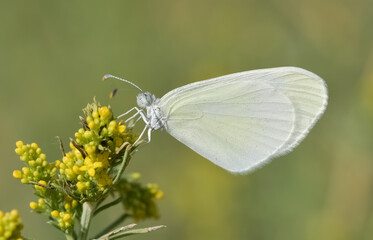 wild animals and insects. white butterfly photos.