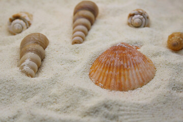Stunningly Beautiful Seashells Lying on a Poweful, Soft, Sandy Beach by the Ocean