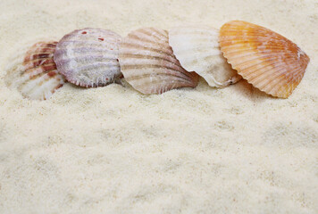 A Collection of Colorful Seashells on Soft Sand Showcasing the Beauty of the Coastline