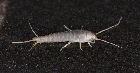 Silverfish insect Lepisma saccharina in the apartment.