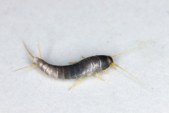 Primitive pest insect silverfish Lepisma saccharina on the bathroom floor.