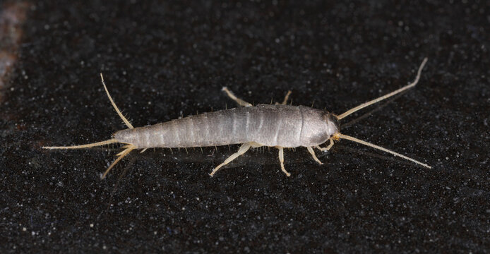 Silverfish insect Lepisma saccharina in the apartment.