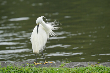 Little Egret 1