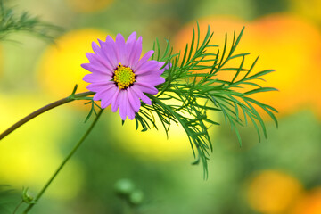 Vibrant cosmos flowers in full bloom dancing under the warm sunlight. Soft breeze sways the delicate pink and white petals, creating a dreamy, colorful garden scene full of life, beauty, and peace. Pe