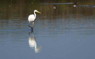 great egret wading through shallow water, hunting great white bird, great egret in lake, bird with large claws in water, yellow beak, white feathers, water splashes