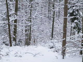Snowy forest in Wiezyca Region. Kashubia Northern Poland.