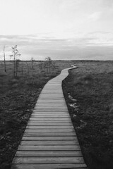 Wooden path in the swamp