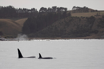 An orca and her calf swim close to the shores of Kaikoura, New Zealand.