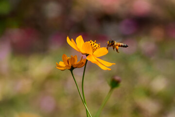 A honeybee collecting nectar from vibrant pink cosmos flowers under warm sunlight. Nature’s tiny worker in action surrounded by colorful petals, showing beauty, harmony, and the rhythm of life.