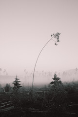 misty morning in the forest, leaning tree